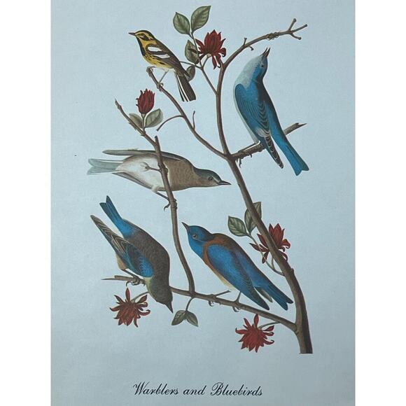 2 Vintage Beautiful Bird Prints Art. Cardinal, Warblers, blue birds. Wall Decor - Picture 7 of 9